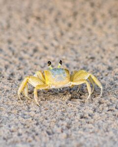 カニ食べ放題が楽しめる温泉宿で部屋から海が見えるのはどこ？