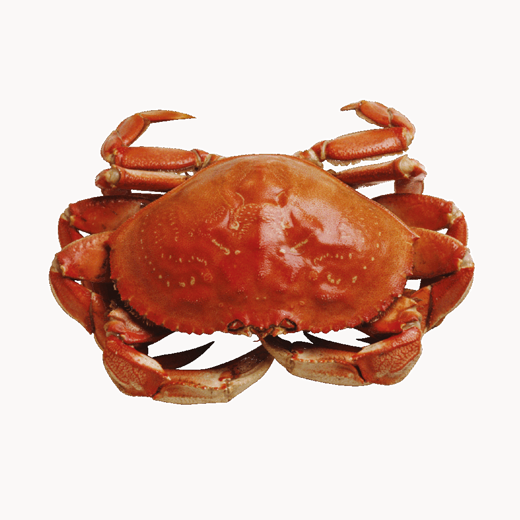 カニ解禁ツアーで楽しむカニ食べ放題の温泉宿はどこ？