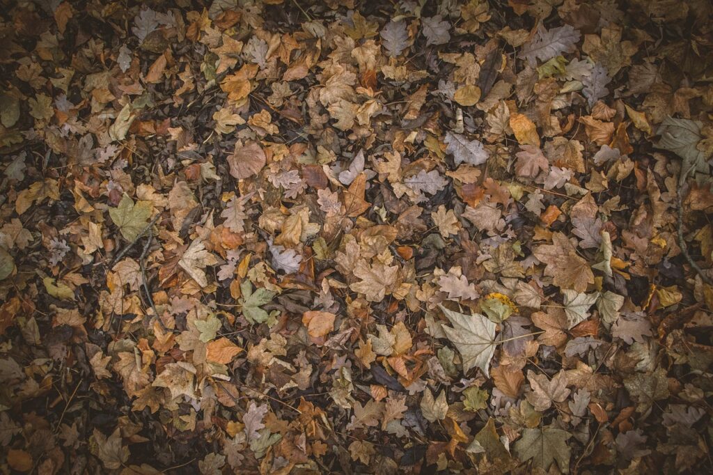 カニ食べ放題が楽しめる温泉宿で秋の紅葉シーズンを満喫するには？