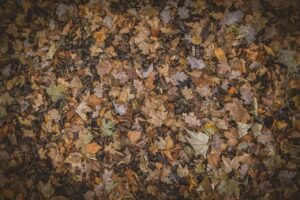 カニ食べ放題が楽しめる温泉宿で秋の紅葉シーズンを満喫するには？