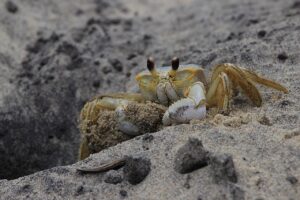 カニ食べ放題が楽しめる温泉宿の駅近おすすめ宿は？