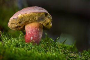 カニ食べ放題の温泉宿で春休み学生旅行を楽しむ方法は？