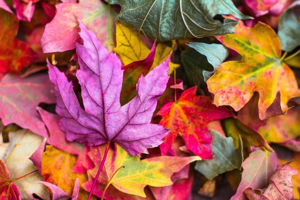 カニ食べ放題の温泉宿で楽しむ秋の紅葉シーズンの魅力は？