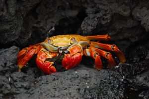 カニ食べ放題の温泉宿で貸切利用可能な施設はどこ？