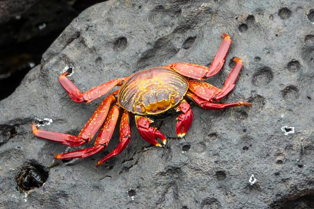 カニ食べ放題の温泉宿で楽しむカニ鍋付きプランは？