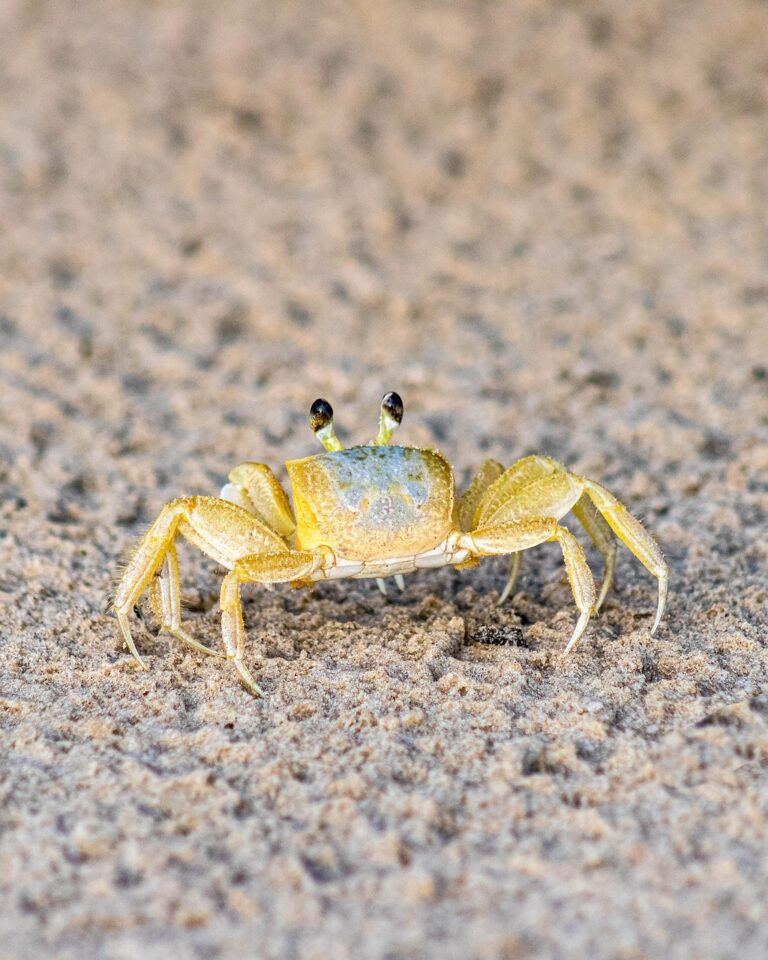 カニ食べ放題が楽しめる温泉宿は秋田県男鹿半島にどこにある？