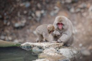 カニ食べ放題の温泉宿で年末の混雑を回避する方法は？