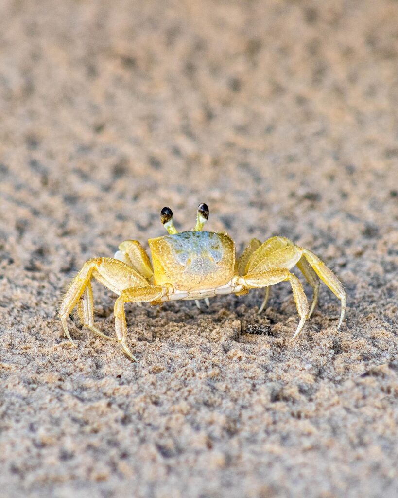 カニ食べ放題の温泉宿で無料送迎バスありのおすすめは？