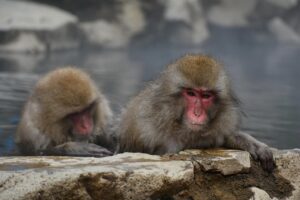 豪華カニ食べ放題と温泉、貸切露天風呂ありの魅力は？