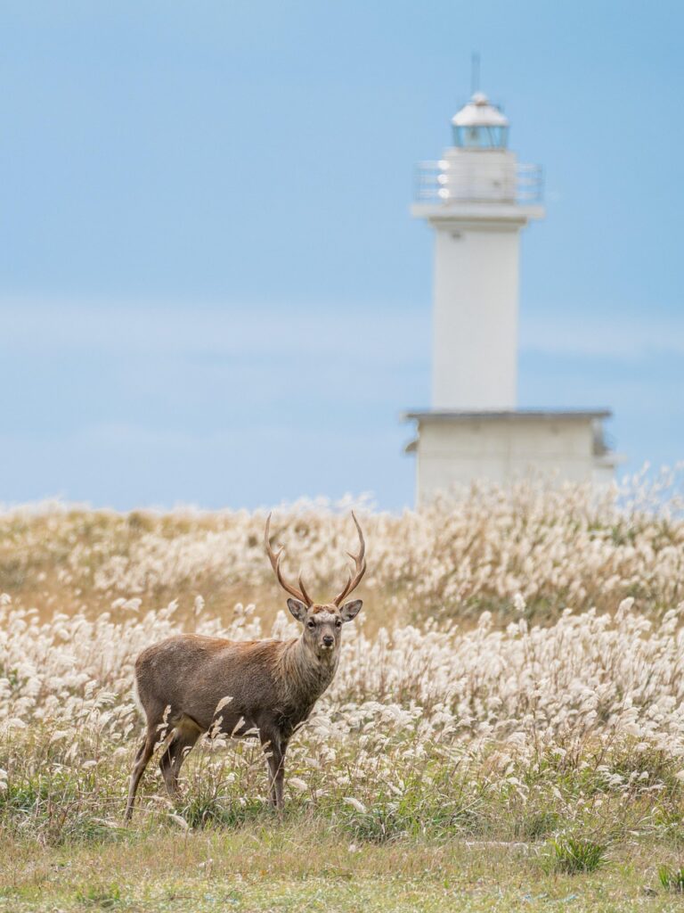 北海道のカニ食べ放題と温泉を楽しむ三世代家族旅行の魅力は？