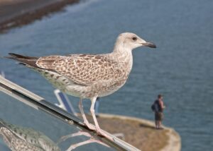 福井のカニ食べ放題宿が平日限定セールを実施しているのはなぜ？