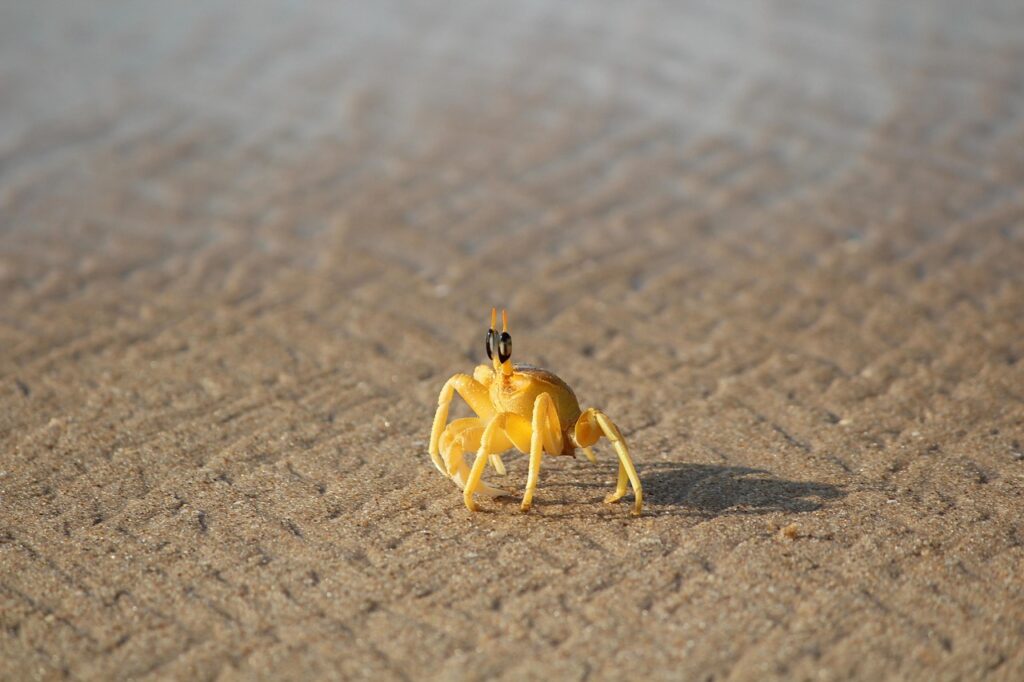 鳥取のカニ食べ放題と温泉を部屋食でゆっくり楽しむには？