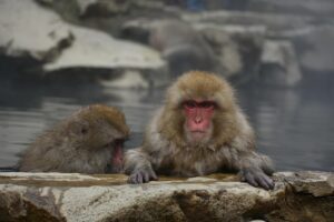 伊豆長岡温泉で蟹食べ放題のビュッフェと露天風呂付きの宿はどこ？