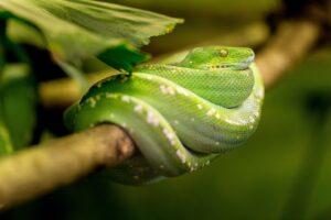 間人ガニの食べ放題は制限時間90分で楽しめるの？