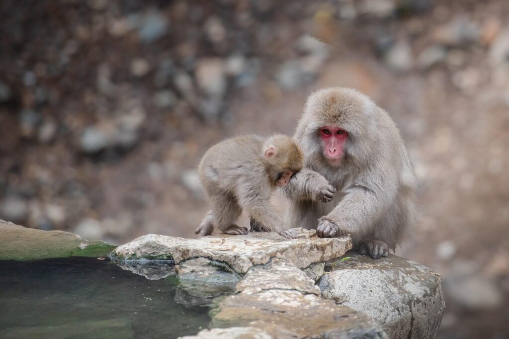 カニを楽しむための温泉宿は安いところで見つかる？