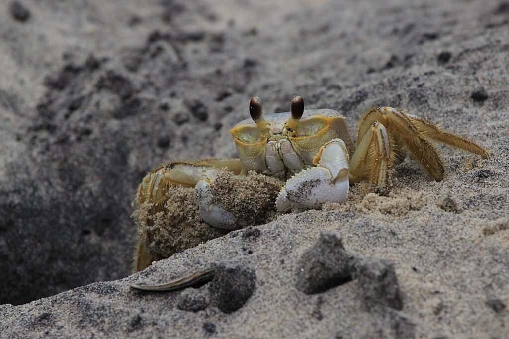 カニが楽しめる温泉宿はどこがいい？