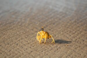 カニ食べ放題のおすすめ店はどこがいい？