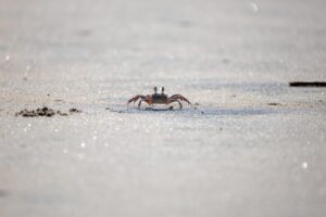 カニ食べ放題のメリットとは？